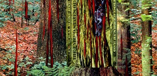 trees-soil-ecology