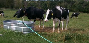 Alyssa-Hinton-ECCR-Putney-Cows-2017-1