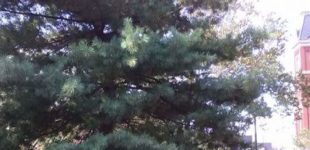 Alyssa-Hinton-WVU-Native-Studies-Peace-Tree-Ceremony-7