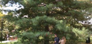 West Virginia University’s Peace Tree